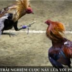 Đá Gà KHIN789 – Trải Nghiệm Cược Nảy Lửa Với Phần Thưởng Lớn